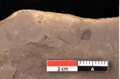 Foto (Detailsansicht) von Quercus palaeoilex Ettingshausen (NHMW-GEO-2024-0188-0858)